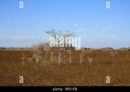 Zwerg Zypressen die Sawgrass prairie des Everglades National Park, Florida. Stockfoto