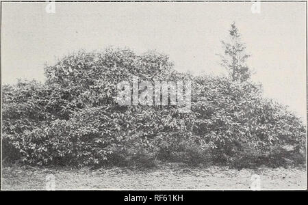 . Wahl Baum und winterharte Stauden. Baumschulen New York (State) New York Kataloge; Bäume Sämlinge Kataloge; Pflanzen, Zierpflanzen, Stauden Kataloge Kataloge Kataloge; Blumen; Obst Kataloge. Rhododendron und deren Anwendung. Dass die Rhododendren sind die beliebtesten aller blühenden Sträuchern wird durch die große und zunehmende Nachfrage nach ihnen bewährt. Die Schönheit und Vielfalt ihrer großen Blüten, und Ihre immergrünen Laub, machen ein Bett dieser Anlagen eine attraktive Funktion auf jedes Land, oder andere Zierpflanzen. Für wachsende in großen Massen wie Bildschirme zu dienen oder als Grenzen für Antriebe, gepflanzt oder Stockfoto