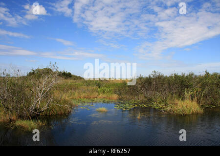 Everglades National Park Wasserlandschaft entlang der Anhinga Trail. Stockfoto