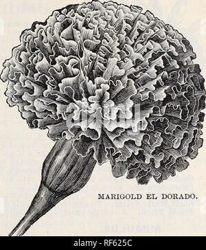 . Beschreibender Katalog: Leonard's Samen. Baumschulen Illinois Chicago Kataloge; Gemüse; Blumen Samen Samen Kataloge Kataloge; Gräser, Samen Kataloge; Gartengeräte und Zubehör Kataloge. LEONARD Seed Company, Chicago, 75 RINGELBLUMEN. Alte Zeit garten Favoriten. Jeder weiß Mari - Gold-, und wie Sie am einfachsten gewachsen Jahrbücher, sind die allgemeinen Favoriten. Ihr Geruch ist vielleicht nicht zustimmen - in der Lage, alle, aber dieser kleine Mangel ist weitgehend com pensated für die Schönheit der Blumen und Pflanzen, die lange Dauer und die Nützlichkeit ihrer Blüten. Das Laub ist immer grün und ha Stockfoto