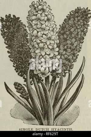 . Griswold Katalog von Gemüse, Blumen und Samen, 1902. Baumschulen Nebraska Kataloge; Gemüse; Blumen Samen Samen Kataloge Kataloge. . Bitte beachten Sie, dass diese Bilder sind von der gescannten Seite Bilder, die digital für die Lesbarkeit verbessert haben mögen - Färbung und Aussehen dieser Abbildungen können nicht perfekt dem Original ähneln. extrahiert. Griswold Seed Co; Henry G. Gilbert Baumschule und Saatgut Handel Katalog Kollektion. Lincoln, Neb. : Griswold Seed Co. Stockfoto