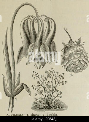 . Jährliche Katalog Samen: Gemüse-, Feld- und Blumensamen. Baumschulen New York (State) Buffalo Kataloge; Gemüse Samen Kataloge; Gräser, Blumen Samen Samen Kataloge Kataloge; Gartengeräte und Zubehör Kataloge. 31. 2 Doppelzimmer. Pro PCK. BACHELOR- Taste. (Centaurea Cy-Anus.) Hübsche Blumen in voller Blüte den ganzen Sommer über, in den Farben Blau, Rosa und Weiß gemischt... 5 BALSAM. (Frauenschuh.) Eine schöne und beliebte Klasse von Pflanzen. Ausschreibung Jahrbücher. - Camelia - Blumen, rosa, roten und weißen, 10-Camelia - Blumen, große Doppelzimmer gemischt. ... 10 CALENDULA. Eine grobe, reichblühend, auffällige Klasse o Stockfoto