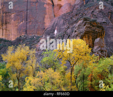 USA, Utah, Zion National Park, Fallen - farbige Fremont Pappeln und die Kanzel; Temple of Sinawava im Zion Canyon. Stockfoto