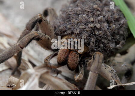 Mutter Spinne, spinnen die Babys, die in Ihrem Körper trägt Stockfoto