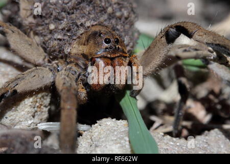 Mutter Spinne, spinnen die Babys, die in Ihrem Körper trägt Stockfoto