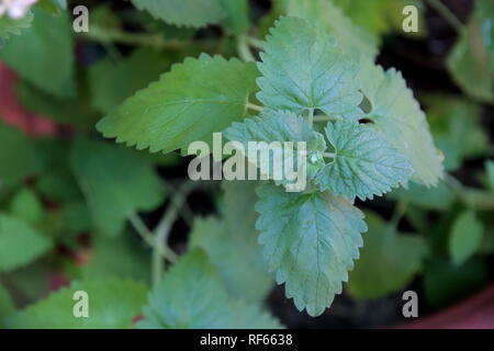 Blättern der Nepeta Cataria im Organischen Garten Stockfoto