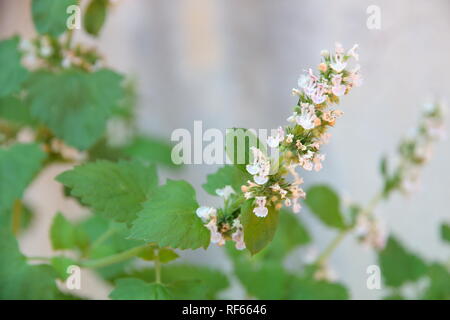 Blättern der Nepeta Cataria im Organischen Garten Stockfoto