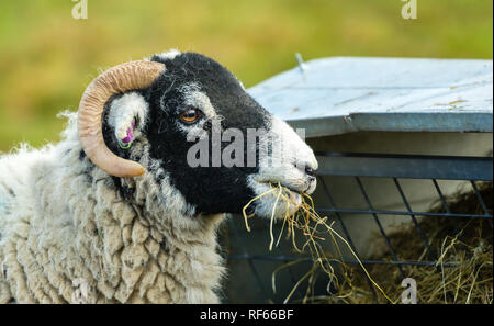 Swaledale Ewe, weibliche Schafe. Nahaufnahme von Kopf und Schultern der Ewe. Swaledale ist die einheimische Rasse in Yorkshire, England, UK. Landschaft. Horizontale Stockfoto