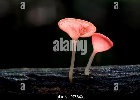 Nahaufnahme von Pilzen im Wald wachsen. Rosa Pilze Cup. Stockfoto