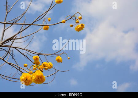 Cochlospermum regium Blume auf blauen Himmel. Gelbe Cotton Tree, suphannika Stockfoto