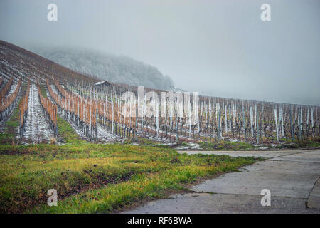 Eisige Wetter an den Weinbergen Stockfoto