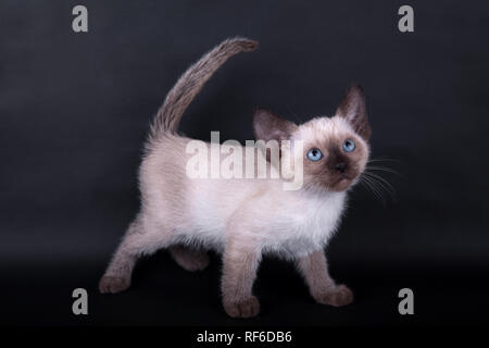 Eine siamesische Katze auf einem schwarzen Hintergrund, Kitty Siam Seal Point Stockfoto