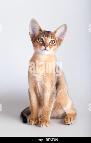 Eine kleine Wildfarbene Abessinier Katze Kitty auf grauem Hintergrund. Stockfoto