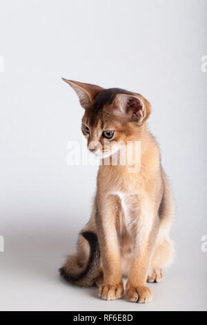 Eine kleine Wildfarbene Abessinier Katze Kitty auf grauem Hintergrund. Stockfoto