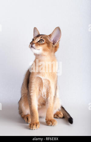 Eine kleine Wildfarbene Abessinier Katze Kitty auf grauem Hintergrund. Stockfoto