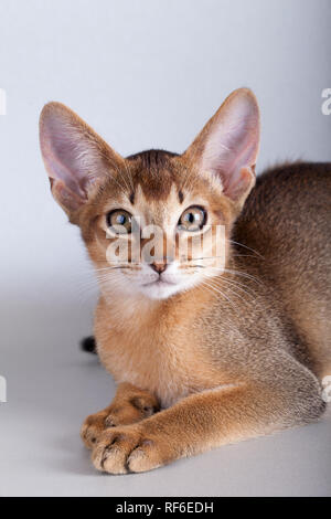 Eine kleine Wildfarbene Abessinier Katze Kitty auf grauem Hintergrund. Stockfoto