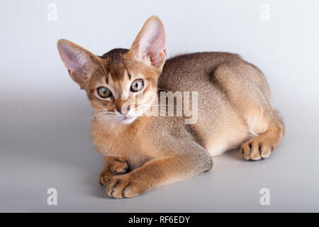 Eine kleine Wildfarbene Abessinier Katze Kitty auf grauem Hintergrund. Stockfoto