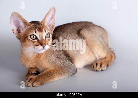 Eine kleine Wildfarbene Abessinier Katze Kitty auf grauem Hintergrund. Stockfoto