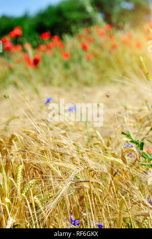 Gerste, golden Weizenfeld, im Morgenlicht Stockfoto