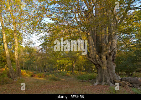 Woodland angezeigte Herbst Farbe in Epping Forest in Essex. Stockfoto