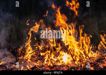 Wald wildfire bei Nacht ganze Gebiet durch Flammen und Wolken dunkler Rauch bedeckt. Verzerrte Details durch hohe Temperaturen und hohe Verdunstung Gase während Kom Stockfoto