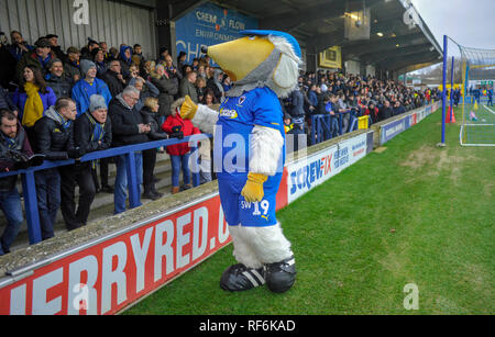 Die Wimbledon Womble Maskottchen mit den Fans vor der Liga eine Übereinstimmung zwischen den AFC Wimbledon und Barnsley im Cherry Red Records Stadion. 19 Januar 2019 nur für den redaktionellen Gebrauch bestimmt. Kein Merchandising. Für Fußball Bilder FA und Premier League Einschränkungen Inc. kein Internet/Mobile Nutzung ohne fapl Lizenz - für Details Kontakt Fußball Dataco Stockfoto