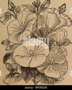 . Der Park floral Guide: 1902. Baumschulen Pennsylvania Kataloge; Blumen Samen Kataloge, Leuchtmittel (Pflanzen) Kataloge. . Bitte beachten Sie, dass diese Bilder sind von der gescannten Seite Bilder, die digital für die Lesbarkeit verbessert haben mögen - Färbung und Aussehen dieser Abbildungen können nicht perfekt dem Original ähneln. extrahiert. Park, Geo. W; Geo. W. Park (Hart); Henry G. Gilbert Baumschule und Saatgut Handel Katalog Kollektion. Libonia, Pa.: Geo. W. Park Stockfoto