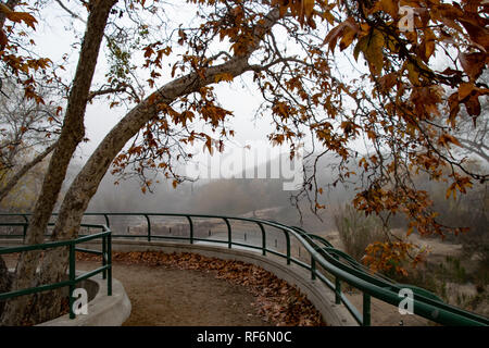 Foggy unter ein maulbeerfeigenbaum in der Mission Gorge Regional Park überblicken Stockfoto