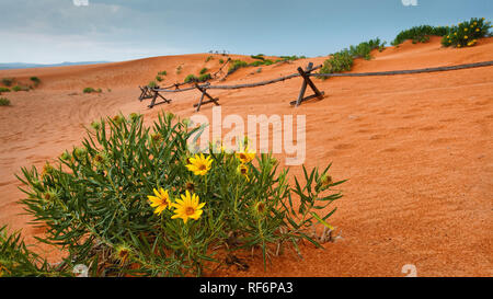 Wüste Blumen in Coral Pink Sand Dunes State Park Stockfoto
