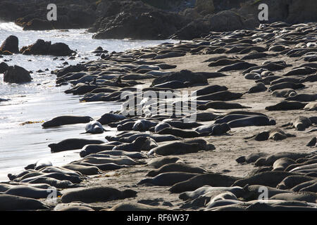 Seeelefanten am Piedras Blancas Stockfoto