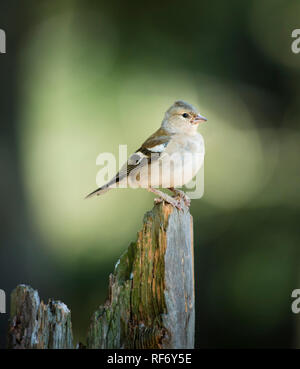 Porträt eines gemeinsamen Garten weibliche Chaffinch auf einem Baumstumpf in Wald mit verschwommenem Hintergrund thront Stockfoto