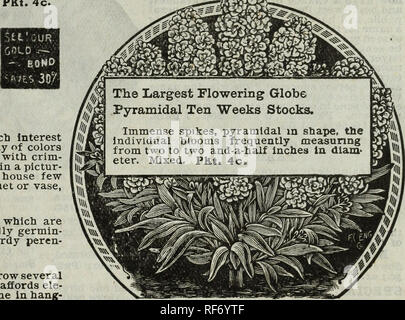 . [Katalog der] die Great Northern Seed Co., 1902. Baumschulen Illinois Kataloge; Blumen; Gemüse Samen Samen Kataloge Kataloge. THUNBERGIA (Black Eyed Susan) - Sehr elegant, schlank, schnell wachsende Kletterpflanze für Kabel Spalieren und auch nützlich für Vasen im Garten oder Haus. Die Rotoren sind reines Weiß, Gelb und Orange. Sie fahren fort, den ganzen Sommer über blühen. Gemischt. PKt. 3c. Sparsamkeit - Dies ist eine herrliche Pflanze, die kompakte Büschel von schmalen grünen Laub, das Wertvollste für Kanten. Tbe Blumen sind der klare, hell rosa, in Clustern auf hohen Stielen getragen. Blüht das ganze Summe Stockfoto