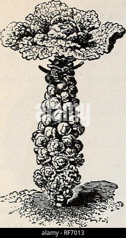 . Leonard's Gärtner" Katalog: Saison 1902. Baumschulen Illinois Chicago Kataloge; Gemüse Samen Kataloge; Gartengeräte und Zubehör Kataloge. LEONARD'S GÄRTNER" Katalog. 5. Brüssel SPROinS. Brokkoli. Ger., Brocoli, Spargel-Koh L Fr,, Chou Broculi. Sp., BrocuU. Fast verbündet mit dem Blumenkohl, aber mehr Hardy. Das Saatgut sollte in diesem Bezirk in der frühen Mai gesät werden, und im Juni transplantiert: Weiter südlich die Aussaat sollte bis Juni oder Juli verzögert werden, und die Transplantation - entsprechend von August bis Oktober. In den Teilen des Landes, wo die ther Stockfoto