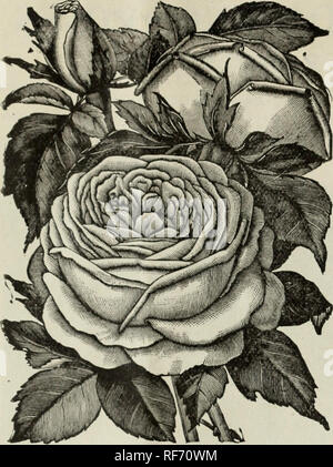 . 1902 Handel Liste. Baumschulen Ohio Kataloge; Pflanzen, Zierpflanzen, Rosen Kataloge Kataloge Kataloge; Lampen; Blumen (Pflanzen) Kataloge. Meister Stadt Gewächshäuser, Springfield, Ohio. 11. SOUVENIR von WOOTTON. Farbe samtig Rot, gleich Jac (jm'rainot. Es ist II double Rose, und ist in der Knospe gut, halb geöffnet, oder vollständig zu erweitern - die Red. Voll, offenen Blüten, die häufig sechs Zoll rpu^T> "r^o Durchmesser. Die meisten ine iJriae. ausgezeichnete Rose. 50 Cent pro Dutzend; $ 3,00 pro hundert. SOUVENIR DE MADAME EUGENE VER-DIER. Dies ist eine der jrrandest Koses in diesem Buch. Es ist sehr stark, das freie Weinbauern, die neue Str Stockfoto