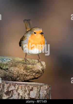 Porträt einer gemeinsamen Garten Robin redbreast thront auf einem Baumstumpf im Wald mit unscharfen Hintergrund Stockfoto