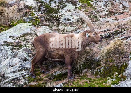 Bild einer ibex, Schürfwunden auf dem Halme Gras Stockfoto