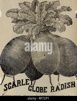 . Drumm Saatgut und floralen Unternehmen. Baumschulen Texas Fort Worth Kataloge; Gemüse Samen Kataloge Kataloge; Blumen; Pflanzen, Zierpflanzen, Obst Kataloge Kataloge. - CORAL JUWEL BOQUET PFEFFER - Die feinsten aller kleinen Sorten. Seine schönen kleinen Hülsen von leuchtend roter Farbe sind so dick wie es das Aussehen einer Blumenstrauß aus Korallen, daher der Name zu geben. Als Topfpflanze einen schnellstmöglichen Verkauf Artikel bewährt hat; neben seiner großen Schönheit, sie dient der Haushälterin in der bequemste Weg, wenn Hülsen gesucht für die Würze. In den offenen Boden die Pflanze wächst zu einer Höhe von 24 bis 30 Zoll-Seiten - Stockfoto