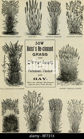 . Buist's Garden Führer und Almanach: 1902. Baumschulen Pennsylvania Philadelphia Kataloge; Gemüse; Blumen Samen Samen Kataloge Kataloge. BUIST'S GARDEN GUIDE.. KENTUCKY Bi, UE GRAS. RED TOP. Italienische WEIDELGRAS. Wiesenschwingel. Bitte beachten Sie, dass diese Bilder sind von der gescannten Seite Bilder, die digital für die Lesbarkeit verbessert haben mögen - Färbung und Aussehen dieser Abbildungen können nicht perfekt dem Original ähneln. extrahiert. Robert Buist Unternehmen; Henry G. Gilbert Baumschule und Saatgut Handel Katalog Kollektion. Philadelphia, Pa: Robert Buist Unternehmen Stockfoto