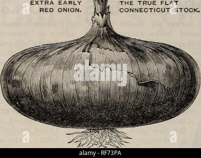 . Die Burpee Folgendes Saatgut, für 1902 wachsen: Großhandel Katalog für Gärtner, Floristen und Clubs der Landwirte. Baumschulen Pennsylvania Philadelphia Kataloge; Gemüse Samen Samen Kataloge Kataloge; Blumen; Pflanzen, Zierpflanzen Kataloge. EXTRA FRÜH rote Zwiebel. Die wahre FLACHBILD CONNECTICUT LIEFERBAR.. Zwiebel, âAmerican roten Sorten. Besonders frühes Rot ist eine sehr feine, flach, tief-rote Lampe - eine gute Cropper; reift früh, reift gleichmäßig und ist eine ausgezeichnete Keeper. Die rote Wethersfield ist der Standard rote Zwiebel, wachsen sehr groß aus Samen in einer einzigen Saison (es funktioniert nicht gut aus Sätzen tun), und bei Stockfoto