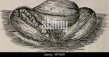 . Illustrierte Saatgut und floralen Katalog: 1902. Baumschulen Louisiana New Orleans Kataloge; Blumen Samen Samen Kataloge Kataloge; Gemüse; Pflanzen, Zierpflanzen, Obst Kataloge Kataloge. 16 EICHLINQ SAMEN UND BAUMSCHULE CO. Ltd., NEW ORLEANS, LA.. Eingepfropft PAPERSHELL PEKANNÜSSEN. Dies ist zweifellos eine sehr wertvolle Frucht Baum für den südlichen Staaten. Eine Calico einmal Lager wird dies auch weiterhin tun und Erhöhung der Rendite von Jahr zu Jahr und erreichte eine alte ag € und Widerstand gegen alle Angriffe von Kälte, Hitze, Dürre, zu denen andere Obstbäume viel früher, als die Pecan erliegen. Große mit weicher Schale Nüsse sind Stockfoto
