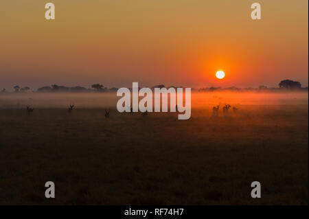 Busanga Plains ist einer der abgelegensten Gegenden des Kafue National Park, Sambia, sondern auch die schönste und die höchste Bestandsdichte Stockfoto