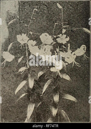 . Herbst einpflanzen. Baumschulen Pennsylvania Pittsburgh Kataloge; Glühlampen (Pflanzen) Kataloge; Pflanzen, Zierpflanzen, Blumen Samen Kataloge Kataloge; Sträucher Kataloge. Blüte von Lilium auratum Die grosse Sache des Scheitern und Enttäuschung, das Einpflanzen von Lilien ist, dass sie aus dem Boden zu lang. Die Auratum, Rubrum und Album, die effektivste und wünschenswerte aller Lilien, sind aus Japan im Herbst eingeführt, und in der Regel nicht in diesem Land ankommen, bis Dezember, und, natürlich, nicht im Freien bis zum Frühjahr gepflanzt werden. Diese lange Exposition stark schwächt die Lampen und der fl Stockfoto