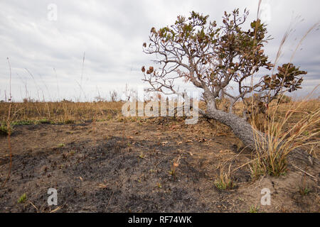 Feuer ist ein wichtiger Teil der Ökologie der Savanne Ökosysteme; es hält die Balance zwischen Gräser und Bäume im Kafue National Park, Sambia Stockfoto