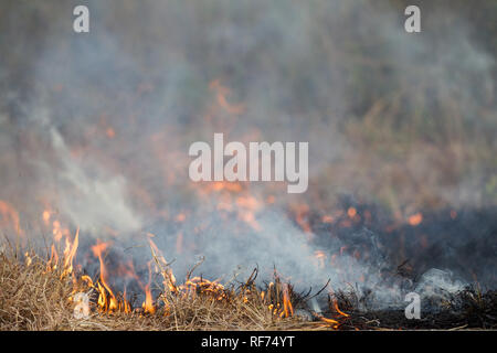 Feuer ist ein wichtiger Teil der Ökologie der Savanne Ökosysteme; es hält die Balance zwischen Gräser und Bäume im Kafue National Park, Sambia Stockfoto