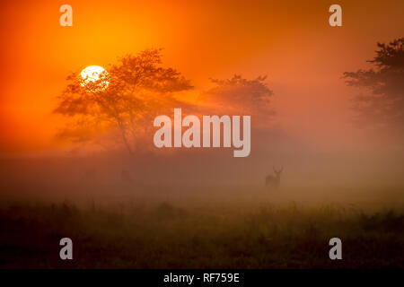 Busanga Plains ist einer der abgelegensten Gegenden des Kafue National Park, Sambia, sondern auch die schönste und die höchste Bestandsdichte Stockfoto