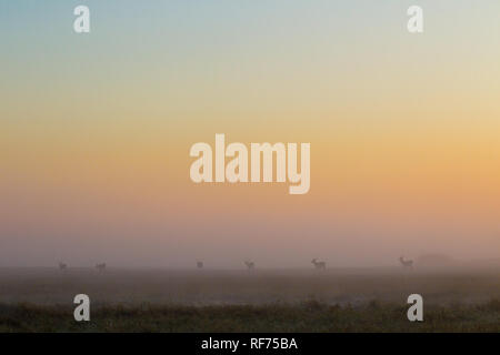 Busanga Plains ist einer der abgelegensten Gegenden des Kafue National Park, Sambia, sondern auch die schönste und die höchste Bestandsdichte Stockfoto