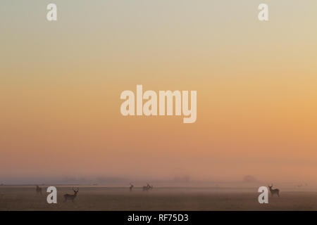 Busanga Plains ist einer der abgelegensten Gegenden des Kafue National Park, Sambia, sondern auch die schönste und die höchste Bestandsdichte Stockfoto