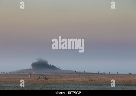 Busanga Plains ist einer der abgelegensten Gegenden des Kafue National Park, Sambia, sondern auch die schönste und die höchste Bestandsdichte Stockfoto