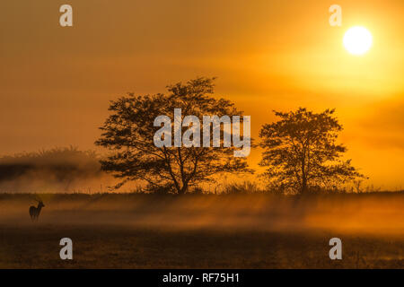 Busanga Plains ist einer der abgelegensten Gegenden des Kafue National Park, Sambia, sondern auch die schönste und die höchste Bestandsdichte Stockfoto