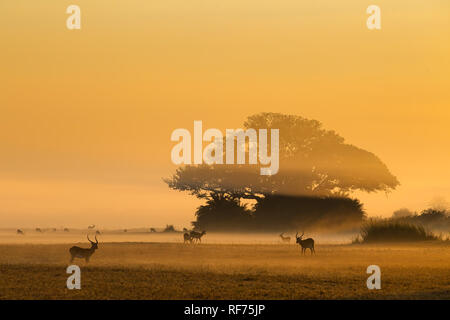 Busanga Plains ist einer der abgelegensten Gegenden des Kafue National Park, Sambia, sondern auch die schönste und die höchste Bestandsdichte Stockfoto